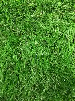 Iarba artificiala gazon verde PP 38mm