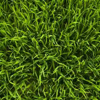 Seminte de gazon Waterless 1 kg  DS