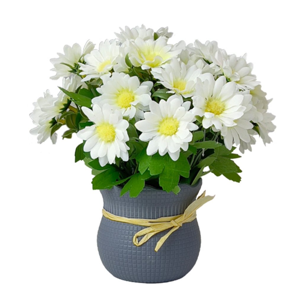 🌸 Flori Crizanteme în Ghiveci 22 cm, Alb – Eleganță și Prospețime în Casa Ta 🌸
