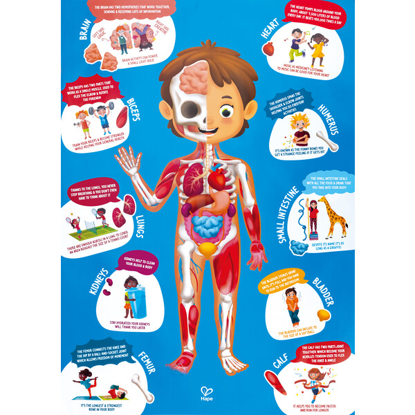 Puzzle „Cum funcționează corpul uman” – Joc educațional cu 50 de piese pentru descoperirea anatomiei