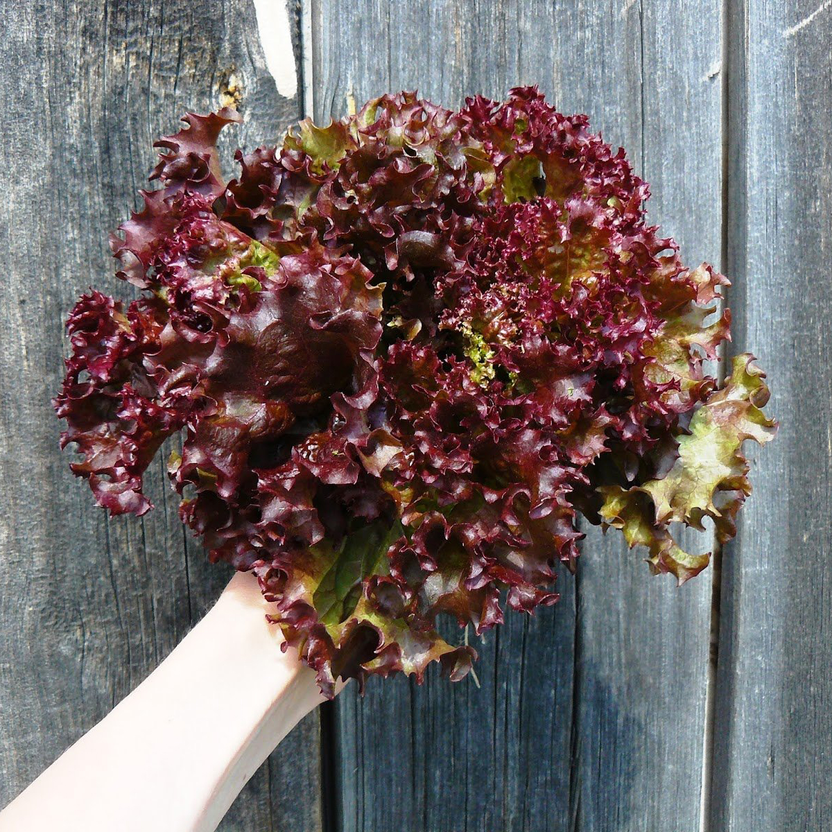 Seminte de Salata Lollo Rossa 1 g (1209 99 990)  DS