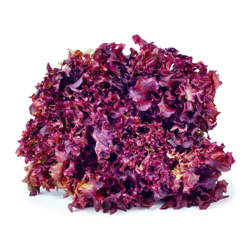 Seminte de Salata Lollo Rossa 1 g (1209 99 990)  DS