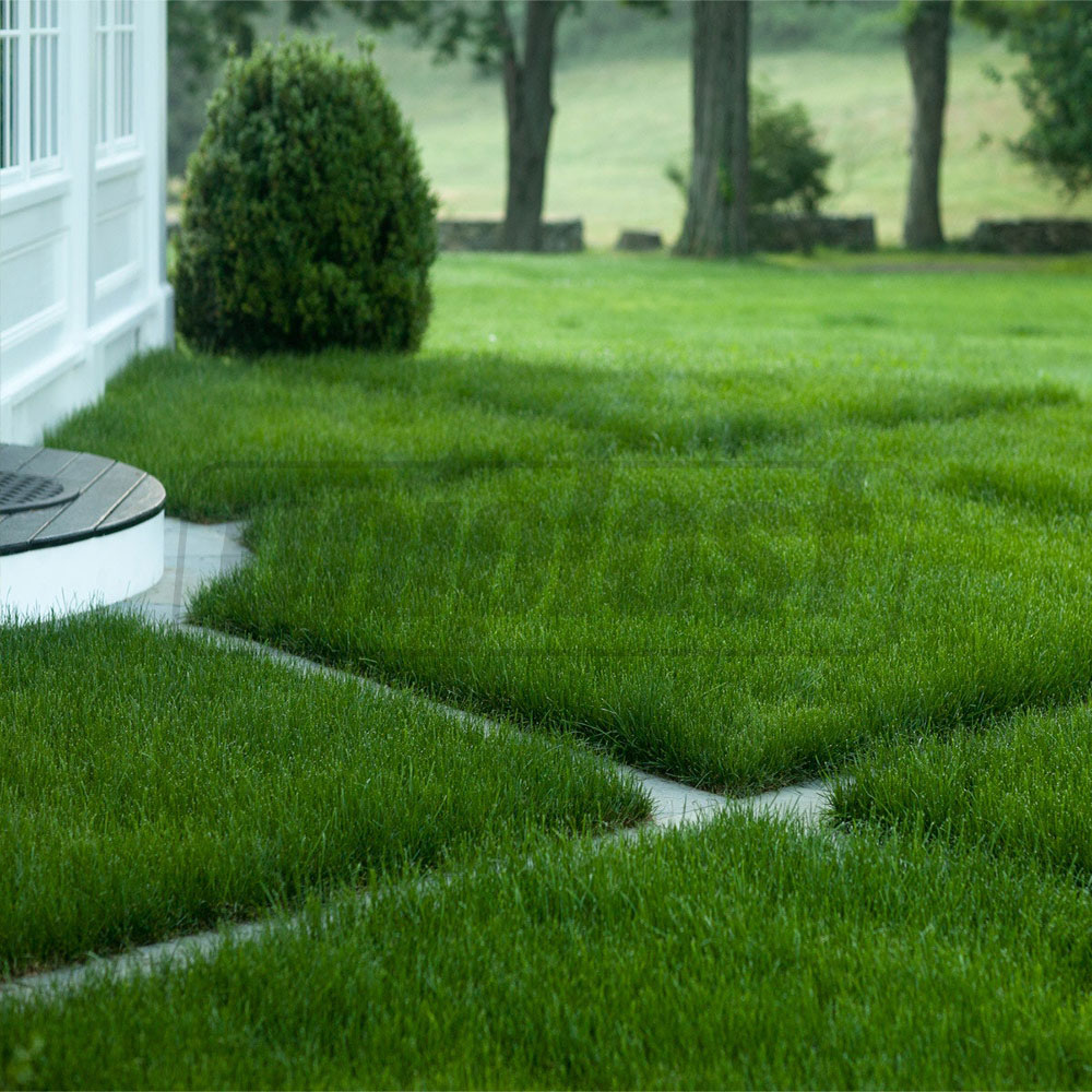 Seminte de gazon Eco Lawn 1 kg  DS