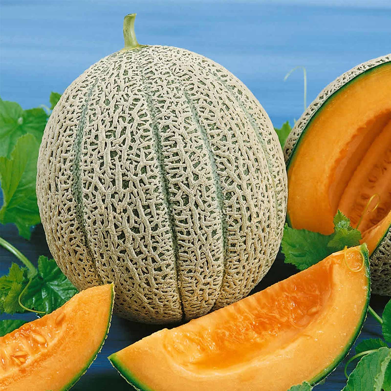 Seminte de Pepene galben Hale's Best Jumbo 1 g (1209 91 400)  DS