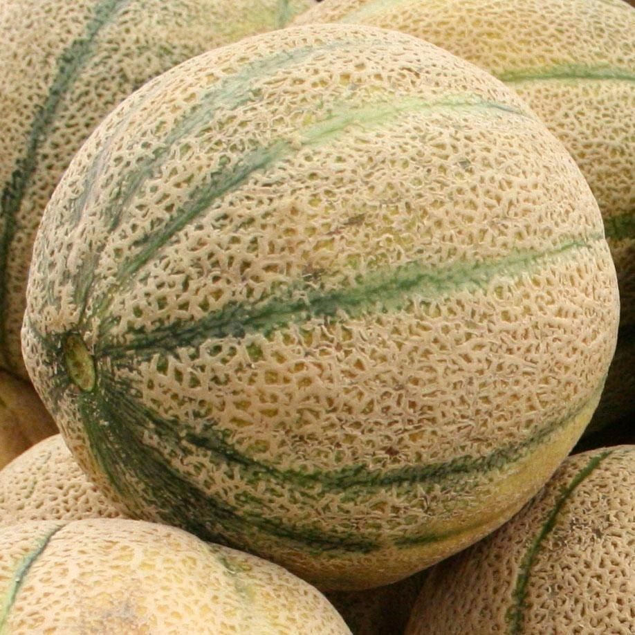Seminte de Pepene galben Hale's Best Jumbo 1 g (1209 91 400)  DS