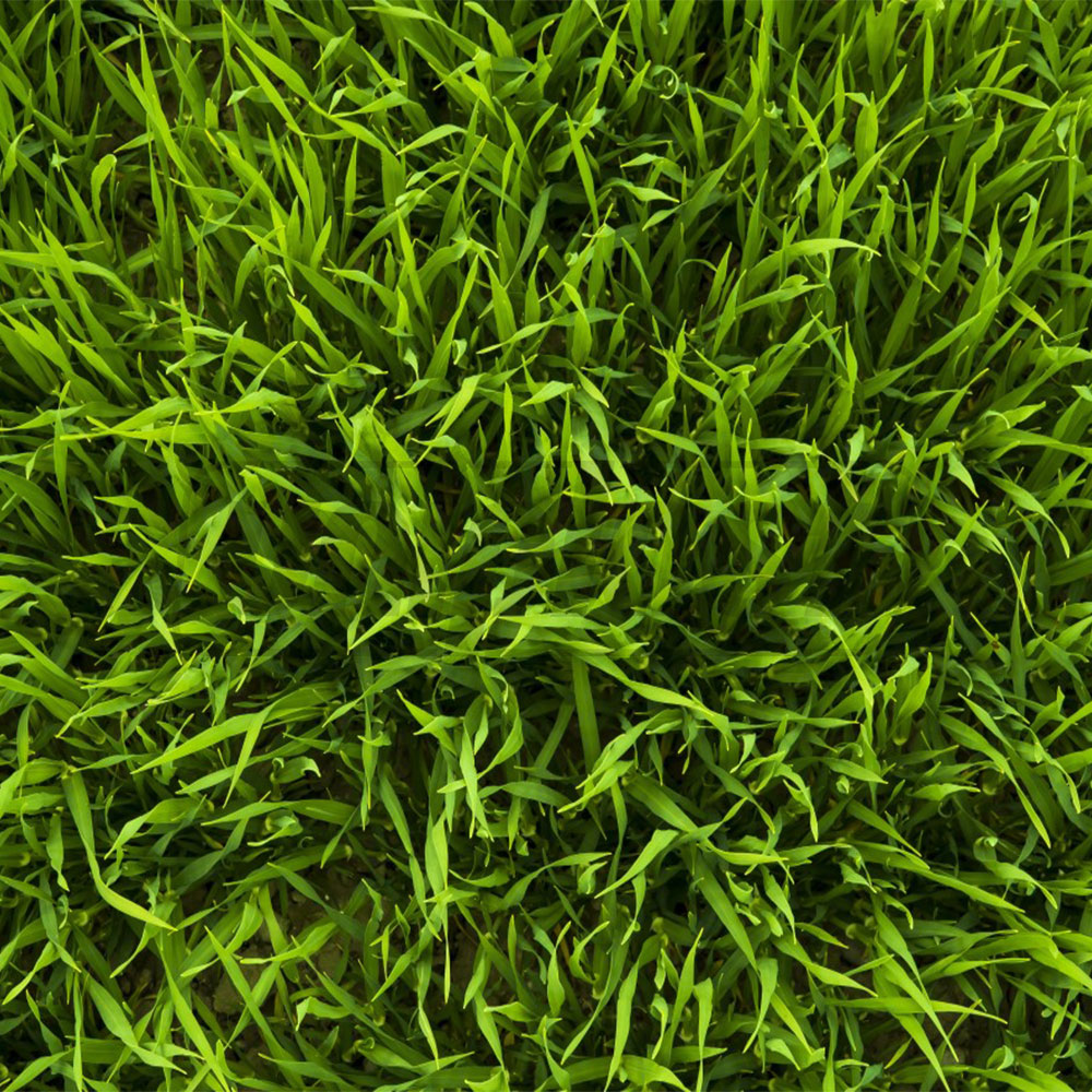 Seminte de gazon Lawn Waterless 20 kg
