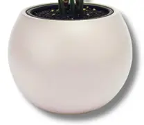 Alb